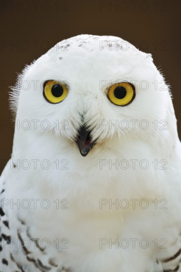 Snowy owl (Bubo scandiacus, Nyctea scandiaca), female, portrait, captive, North Rhine-Westphalia,