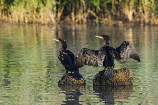 Cormorants (Phalacrocorax carbo) sitting on tree stumps in the water, North Rhine-Westphalia,