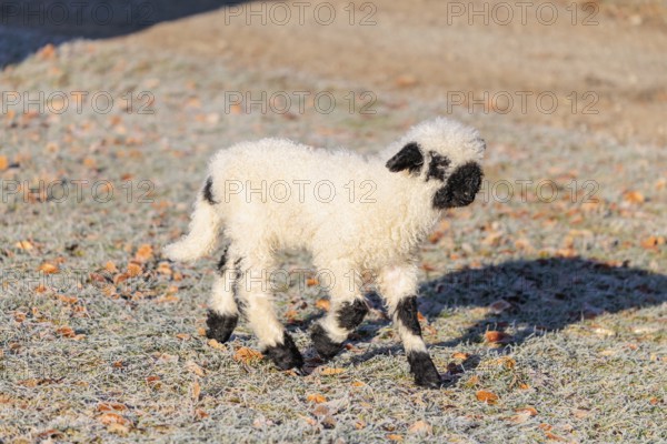 A Valais Blacknose lamb (Avis Aries) runs across a frost-covered pasture in early morning light.