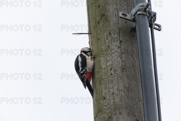 Great spotted woodpecker (Dendrocopos major) pecking on a utility pole in the city. Stuttgart,