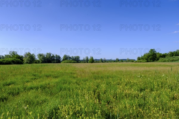 Feuchtwiesen am Uferweg am Chiemsee bei Stock, Prien, Chiemgau, Upper Bavaria, Bavaria, Upper