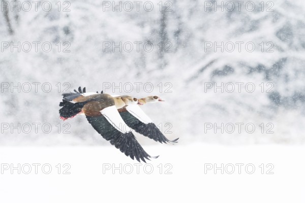 Two Nile Geese (Alopochen aegyptiacus) flying in snowfall against a background of snow-covered