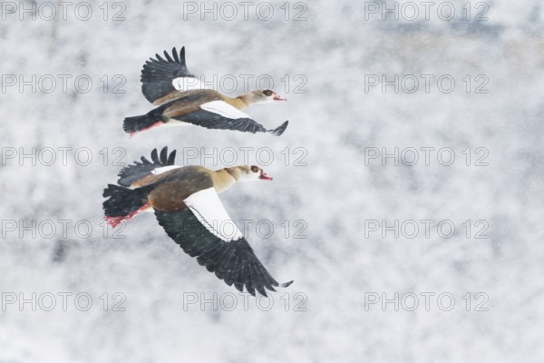 Two Nile Geese (Alopochen aegyptiacus) flying synchronised in front of a snow-covered landscape
