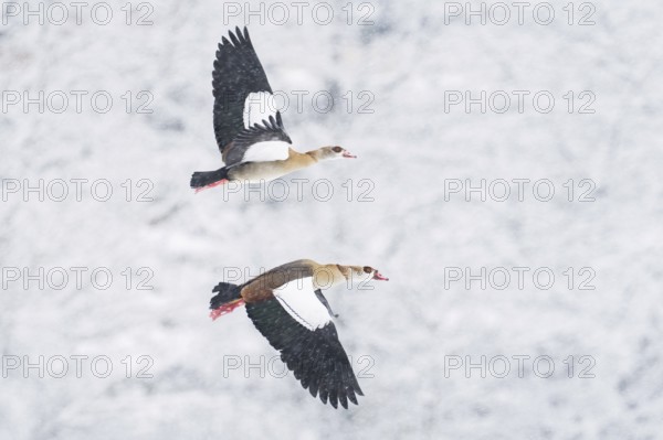 Two i Nile Geese (Alopochen aegyptiacus) flying synchronously in a snowy environment during
