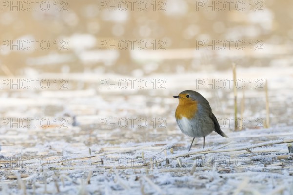 A robin (Erithacus rubecula) stands on a frost-covered ground and conveys a feeling of cold and