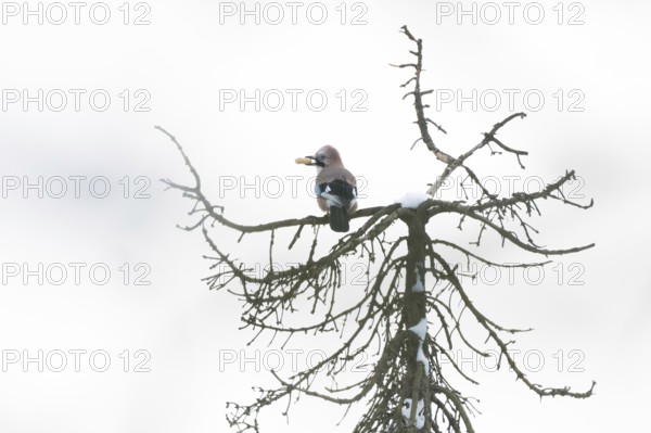A jay (Garrulus glandarius) sits on a snow-covered treetop and holds a peanut in its beak, Hesse,