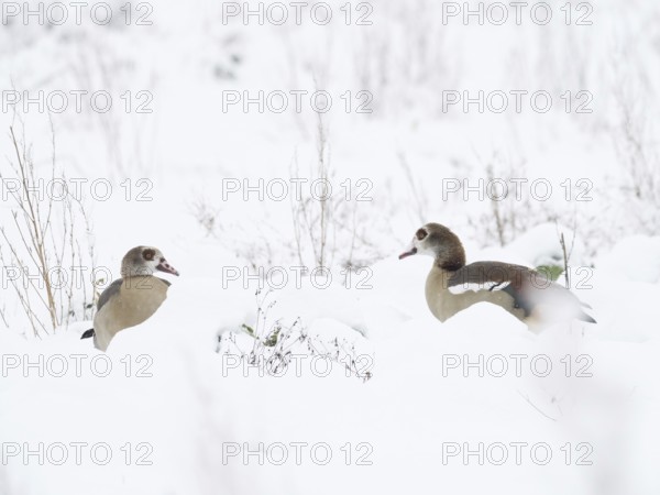 Two Nile Geese (Alopochen aegyptiacus) can be seen in the deep snow of a winter landscape, Hesse,