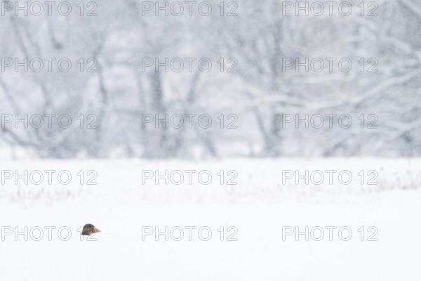 The head of a greylag goose (Anser anser) protrudes from the deep snow in a snowy winter landscape