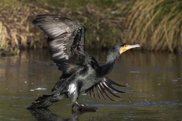 A cormorant (Phalacrocorax carbo) landing on the water, elegant and powerful in a natural