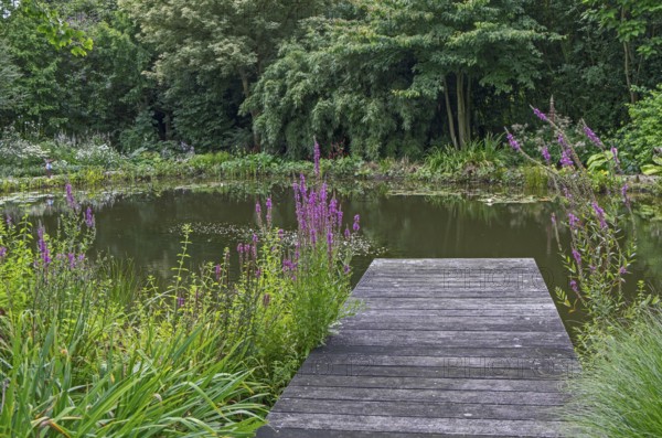 Wooden walkway over a quiet pond surrounded by dense vegetation and trees, North Rhine-Westphalia,