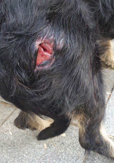 Close-up of a serious wound in a dog's coat, clear signs of injury, dog bite from a kangal, mixed