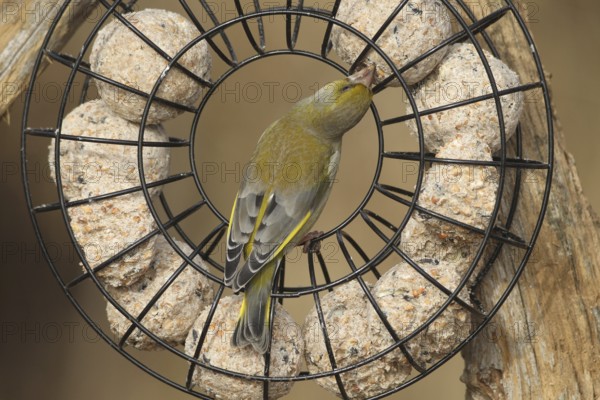 Greenfinch (Chloris chloris) at the winter feeding site, Allgäu, Bavaria, Germany, Allgäu, Bavaria,