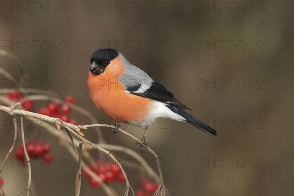 Bullfinch (Pyrrhula pyrrhula) Male eats berries of the common snowball bush (Viburnum opulus)