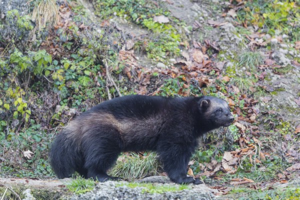 A wolverine (Gulo gulo) stands on a rocky slope covered in green vegetation. Finland