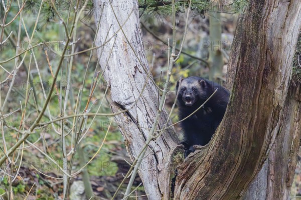 A wolverine (Gulo gulo) sits in a dead tree standing on a rocky slope covered with green vegetation