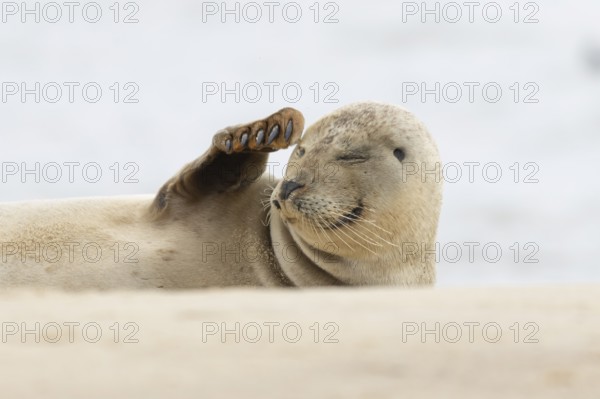 Common or Harbor or Harbour seal (Phoca vitulina) adult animal sleeping on a seaside beach,