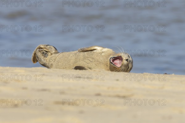 Common or Harbor or Harbour seal (Phoca vitulina) adult animal yawning on a seaside beach, England,