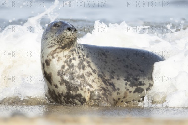 Atlantic grey seal (Halichoerus grypus) adult animal in the breaking waves of the sea on a