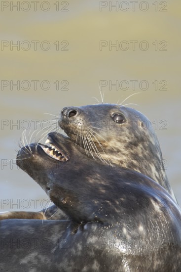 Atlantic grey seal (Halichoerus grypus) two adult animals in love courting in the breaking waves of