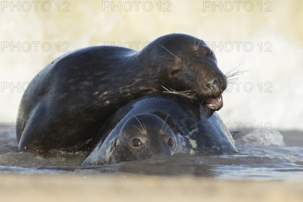 Atlantic grey seal (Halichoerus grypus) two adult animals in love hugging in the breaking waves of
