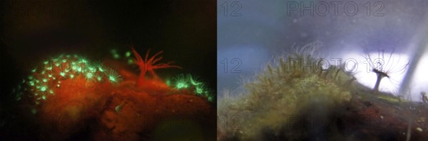 Fluorescent jellyfish polyps (green) and a sea anemone (Actiniaria), the glass rose (Aiptasia)