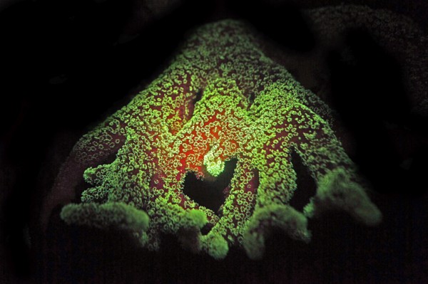 Green and red fluorescent, large polyp stony coral (Montiopra sp), Hexacorallia, Scleractinia,