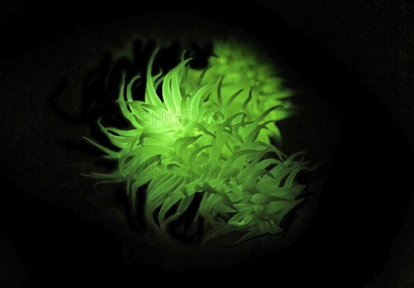 Green fluorescent sea anemone (Actiniaria), biofluorescence, fluorescence, colourful, night, night