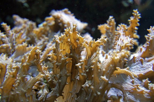 Soft coral (Sinularia brassica), Octocorallia, colour in daylight, coral reef, Indo-Pacific,