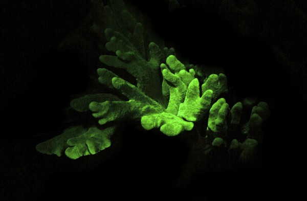 Soft coral (Lobophytum sp.), green fluorescent), Octocorallia, biofluorescence, fluorescence,
