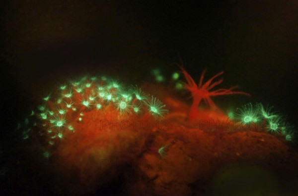 Jellyfish polyps (green) and a sea anemone (Actiniaria), the glass rose (Aiptasia) (red) (right),