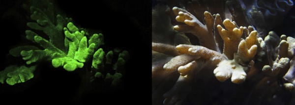 Soft coral (Lobophytum sp.), fluorescent (left) and in daylight (right), Octocorallia,