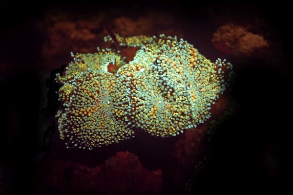 Fluorescent disc anemone (Ricordea sp, Hexacorallia, Scleractinia, biofluorescence, fluorescence,