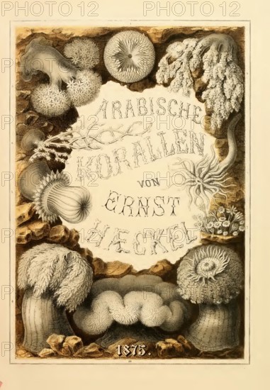 Arabian corals: a trip to the coral banks of the Red Sea and a glimpse into the life of coral