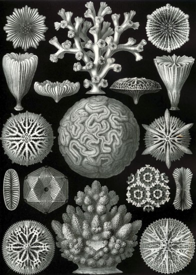 Stony corals (Scleractinia), Hexacorallia, drawings by Ernst Häckel from 'Kunstformen der Natur',