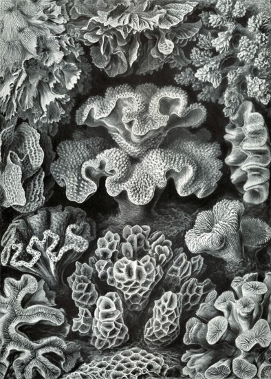 Soft corals, hexacorallia, six-pointed flower animals, drawings from 'art forms of nature', Ernst
