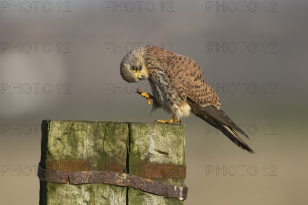 Common kestrel (Falco tinnunculus) adult falcon bird of prey on a wooden post, England, United