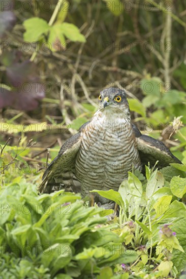 Eurasian sparrowhawk (Accipiter nisus) adult male bird of prey mantling on a small bird its caught