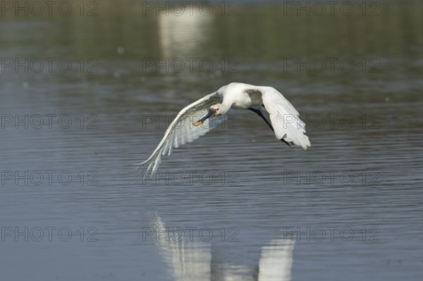 Eurasian spoonbill (Platalea leucorodia) adult bird flying low over water, RSPB Frampton marsh