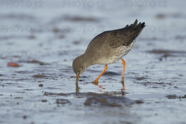 Common redshank (Tringa totanus) adult wader bird feeding on a mudflat in winter, England, United