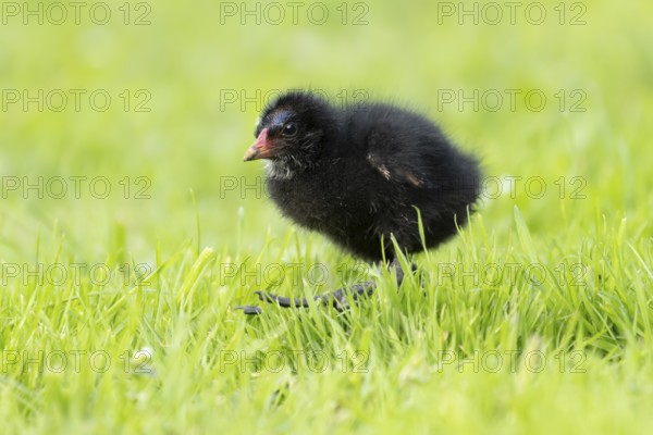Moorhen (Gallinula chloropus) juvenile baby bird walking on a grass lawn in summer, England, United