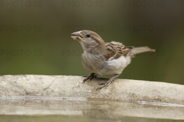 House sparrow (Passer domesticus) adult female garden bird drinking water from a bird bath in