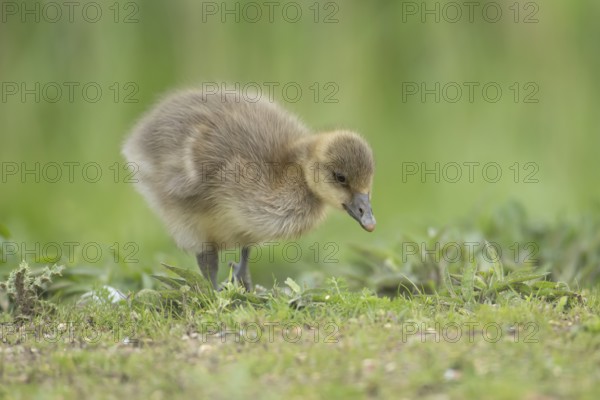 Greylag goose (Anser anser) juvenile baby gosling on grassland in summer, England, United Kingdom