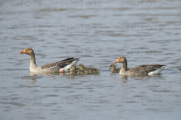 Greylag goose (Anser anser) two adult parent birds and juvenile baby goslings on the water surface