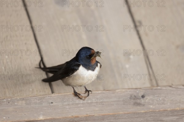 Barn swallow (Hirundo rustica) adult bird with nest material in its beak in summer, England, United
