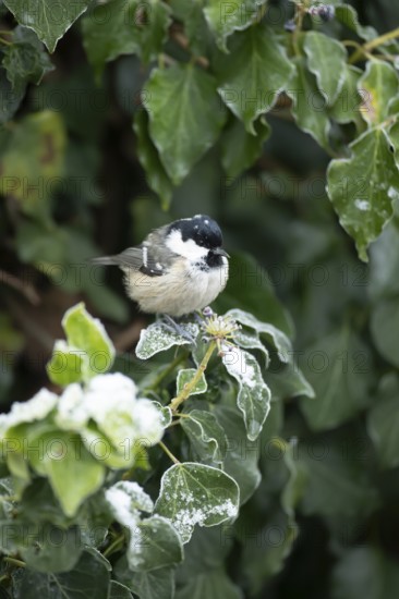 Coal tit (Periparus ater) adult garden bird in a frosted covered Ivy tree in winter, England,