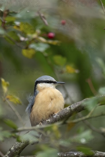 Eurasian nuthatch (Sitta europaea) adult bird on a tree branch in a woodland in autumn, Wales,