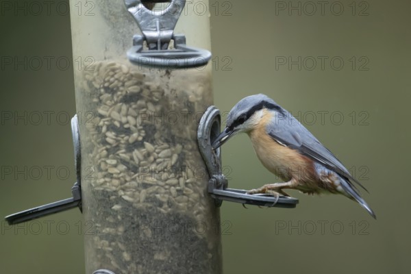 Eurasian nuthatch (Sitta europaea) adult bird feeding on sunflower seeds from a garden bird feeder