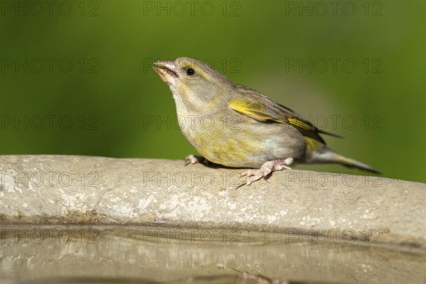 Greenfinch (Chloris chloris) adult female garden bird drinking water from a bird bath in summer,