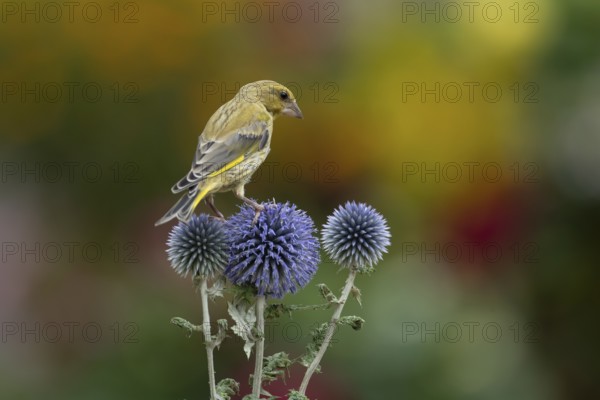 Greenfinch (Chloris chloris) adult garden bird on Globe thistle flowers in summer, England, United
