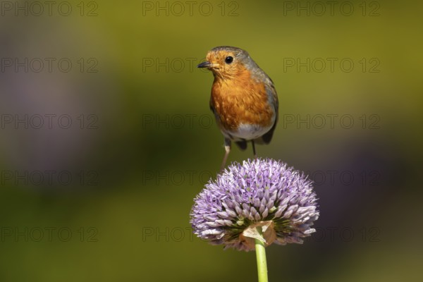 European robin (Erithacus rubecula) adult garden bird on an Allium flower in summer, England,